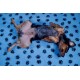 AnimoConcept Essentielles Teppich vom Züchter zum Trockenbett für Hunde AnimoConcept Essentielles Teppich vom Züchter zum Trockenbett für Hunde