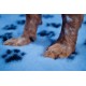AnimoConcept Essentielles Teppich vom Züchter zum Trockenbett für Hunde AnimoConcept Essentielles Teppich vom Züchter zum Trockenbett für Hunde