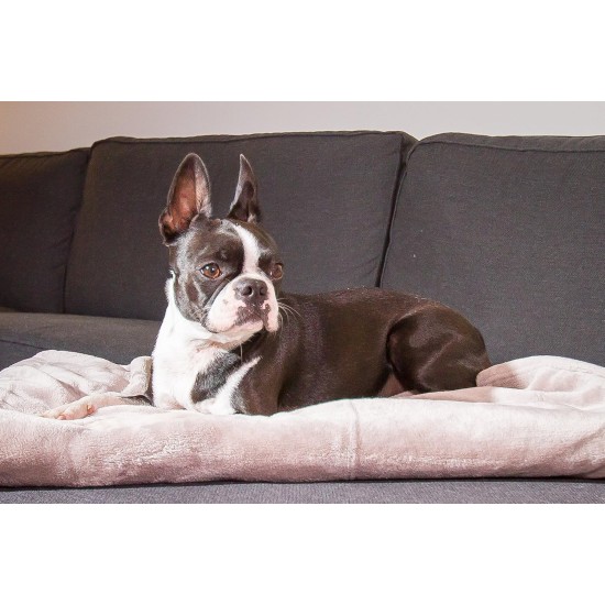 Chiara Cuddly blanket for dogs (fluffy fleece blanket, also ideal as a sofa protector or sofa throw against dog hair, cuddly blanket also for owners, size: 65 x 90 cm), colour: dark grey Chiara Cuddly blanket for dogs (fluffy fleece blanket, also ideal as a sofa protector or sofa throw against dog hair, cuddly blanket also for owners, size: 65 x 90 cm), colour: dark grey