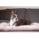 Chiara Cuddly blanket for dogs (fluffy fleece blanket, also ideal as a sofa protector or sofa throw against dog hair, cuddly blanket also for owners, size: 65 x 90 cm), colour: dark grey Chiara Cuddly blanket for dogs (fluffy fleece blanket, also ideal as a sofa protector or sofa throw against dog hair, cuddly blanket also for owners, size: 65 x 90 cm), colour: dark grey
