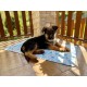 Croci Breeze Whales Car Cooling Mat for Dogs and Cats, Keeps Your Pet Cool Without Extra Assistance Like Electricity or Water and No Douverlo 90 x 50 cm, 3700 g Croci Breeze Whales Car Cooling Mat for Dogs and Cats, Keeps Your Pet Cool Without Extra Assistance Like Electricity or Water and No Douverlo 90 x 50 cm, 3700 g