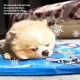 Cushion for Dogs 81 x 96 cm, Dog Mats, Cooling Mat for Dogs Cats, Dog Beds, Cat Beds, Cooling Pad for Pets, Cooling Blanket, Suitable for Home & Outdoor, Computer & Chair Sofa Mat Cooling Cushion for Dogs 81 x 96 cm, Dog Mats, Cooling Mat for Dogs Cats, Dog Beds, Cat Beds, Cooling Pad for Pets, Cooling Blanket, Suitable for Home & Outdoor, Computer & Chair Sofa Mat Cooling
