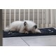 Dirty Dog Doormat 'PAW' 88x68 cm brown
