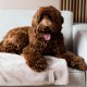 District 70 NUZZLE Blanket - Merengue District 70 NUZZLE Blanket - Merengue
