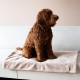 District 70 NUZZLE Blanket - Merengue District 70 NUZZLE Blanket - Merengue