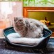 Ferplast Hundebett Relax, Hundekissen, Katzenkissen, Hundematte für Hundehütten und Autos – waschbar – aus Baumwolle mit weicher Polsterung, 43 x 30 cm. Braun Ferplast Hundebett Relax, Hundekissen, Katzenkissen, Hundematte für Hundehütten und Autos – waschbar – aus Baumwolle mit weicher Polsterung, 43 x 30 cm. Braun