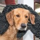 Furhaven Waterproof and Self Warming Throw Blanket for Dogs and House Cats, Washable and Reflects Body Heat, Terry Cloth and Sherpa Dog Blanket, Cozy Denim, Medium Furhaven Waterproof and Self Warming Throw Blanket for Dogs and House Cats, Washable and Reflects Body Heat, Terry Cloth and Sherpa Dog Blanket, Cozy Denim, Medium