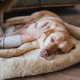 HUNTER Dog mat Vermont Cozy 70x50 cm grey HUNTER Dog mat Vermont Cozy 70x50 cm grey