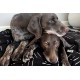 Molly Mutt Elephant Parade Dog Duvet, Med/LG
