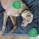 Molly Mutt Elephant Parade Dog Duvet, Med/LG