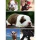 Pet Bed, Soft Cushion Dog/Cat Bed, Warm Dog Sleeping Area, Cat Blanket, Dog Sofa, Dog Mattress, Cat Sofa Pet Bed, Soft Cushion Dog/Cat Bed, Warm Dog Sleeping Area, Cat Blanket, Dog Sofa, Dog Mattress, Cat Sofa