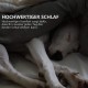 Pet Bed, Soft Cushion Dog/Cat Bed, Warm Dog Sleeping Area, Cat Blanket, Dog Sofa, Dog Mattress, Cat Sofa Pet Bed, Soft Cushion Dog/Cat Bed, Warm Dog Sleeping Area, Cat Blanket, Dog Sofa, Dog Mattress, Cat Sofa