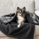 PetAmi Waterproof Dog Blanket for Bed, XL Dog Pet Blanket Couch Cover Protection, Sherpa Fleece Leak-Proof Duvet for Crate Kennel Sofa Furniture Protector, Reversible Soft Plush 80 x 60 cm, Grey PetAmi Waterproof Dog Blanket for Bed, XL Dog Pet Blanket Couch Cover Protection, Sherpa Fleece Leak-Proof Duvet for Crate Kennel Sofa Furniture Protector, Reversible Soft Plush 80 x 60 cm, Grey