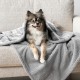 PetAmi Waterproof Dog Blanket for Bed, XL Dog Pet Blanket Couch Cover Protection, Sherpa Fleece Leak-Proof Duvet for Crate Kennel Sofa Furniture Protector, Reversible Soft Plush 80 x 60 cm, Grey PetAmi Waterproof Dog Blanket for Bed, XL Dog Pet Blanket Couch Cover Protection, Sherpa Fleece Leak-Proof Duvet for Crate Kennel Sofa Furniture Protector, Reversible Soft Plush 80 x 60 cm, Grey