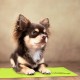 Relaxdays Dog Cooling Mat, 20 x 35 cm, Self-Cooling Dog Mat, Gel Wipe Clean Cooling Mat for Pets, Green Relaxdays Dog Cooling Mat, 20 x 35 cm, Self-Cooling Dog Mat, Gel Wipe Clean Cooling Mat for Pets, Green