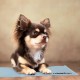Relaxdays Dog Cooling Mat, 20 x 35 cm, Self-Cooling Dog Mat, Gel Wipe Clean Cooling Mat for Pets, Green Relaxdays Dog Cooling Mat, 20 x 35 cm, Self-Cooling Dog Mat, Gel Wipe Clean Cooling Mat for Pets, Green