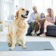 Relaxdays Dog Cooling Mat, 20 x 35 cm, Self-Cooling Dog Mat, Gel Wipe Clean Cooling Mat for Pets, Green Relaxdays Dog Cooling Mat, 20 x 35 cm, Self-Cooling Dog Mat, Gel Wipe Clean Cooling Mat for Pets, Green