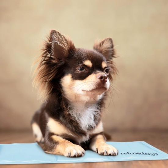 Relaxdays Dog Cooling Mat, 20 x 35 cm, Self-Cooling Dog Mat, Gel Wipe Clean, Cooling Mat for Pets, Light Blue Relaxdays Dog Cooling Mat, 20 x 35 cm, Self-Cooling Dog Mat, Gel Wipe Clean, Cooling Mat for Pets, Light Blue