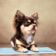 Relaxdays Dog Cooling Mat, 20 x 35 cm, Self-Cooling Dog Mat, Gel Wipe Clean, Cooling Mat for Pets, Light Blue Relaxdays Dog Cooling Mat, 20 x 35 cm, Self-Cooling Dog Mat, Gel Wipe Clean, Cooling Mat for Pets, Light Blue