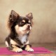 Relaxdays Dog Cooling Mat, 20 x 35 cm, Self-Cooling Dog Mat with Gel, Wipe-Clean Cooling Mat for Pets, Pink Relaxdays Dog Cooling Mat, 20 x 35 cm, Self-Cooling Dog Mat with Gel, Wipe-Clean Cooling Mat for Pets, Pink