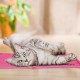 Relaxdays Dog Cooling Mat, 20 x 35 cm, Self-Cooling Dog Mat with Gel, Wipe-Clean Cooling Mat for Pets, Pink Relaxdays Dog Cooling Mat, 20 x 35 cm, Self-Cooling Dog Mat with Gel, Wipe-Clean Cooling Mat for Pets, Pink