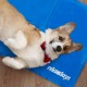 Relaxdays Dog Cooling Mat, 40 x 30 cm, Self-Cooling Dog Mat, Gel Wipe Clean, Cooling Mat for Pets, Blue Relaxdays Dog Cooling Mat, 40 x 30 cm, Self-Cooling Dog Mat, Gel Wipe Clean, Cooling Mat for Pets, Blue