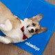 Relaxdays Dog Cooling Mat, 40 x 30 cm, Self-Cooling Dog Mat, Gel Wipe Clean, Cooling Mat for Pets, Blue Relaxdays Dog Cooling Mat, 40 x 30 cm, Self-Cooling Dog Mat, Gel Wipe Clean, Cooling Mat for Pets, Blue