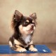 Relaxdays Dog Cooling Mat, 50 x 40 cm, Self-Cooling Dog Mat, Gel Wipe Clean, Cooling Mat for Pets, Blue, Plastic, S Relaxdays Dog Cooling Mat, 50 x 40 cm, Self-Cooling Dog Mat, Gel Wipe Clean, Cooling Mat for Pets, Blue, Plastic, S