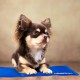 Relaxdays Dog Cooling Mat Self Cooling Wipe Clean Heavy Duty with Gel Pet Cooling Blanket Cold Blanket, blue, 20 x 35 cm Relaxdays Dog Cooling Mat Self Cooling Wipe Clean Heavy Duty with Gel Pet Cooling Blanket Cold Blanket, blue, 20 x 35 cm