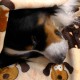 Smart Pet Love - Snuggle Blanket for Pets, Brown Pattern Smart Pet Love - Snuggle Blanket for Pets, Brown Pattern