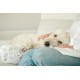TRIXIE Harvey 38045 Waterproof and Particularly Cuddly Dog Blanket for the Couch Upholstered Protective Blanket Square 70 x 90 cm White/Black with Removable, Machine-Washable Cover TRIXIE Harvey 38045 Waterproof and Particularly Cuddly Dog Blanket for the Couch Upholstered Protective Blanket Square 70 x 90 cm White/Black with Removable, Machine-Washable Cover