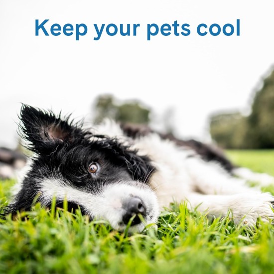 TheGreenPetShop Dog Cooling Mat, Gel Self-Cooling Mat for Dogs, The Must-Have Cool Pet Pad for Hot Summer Weather, Patented Pressure-Activated Pet Cooling Pad, No Water or Electricity Required TheGreenPetShop Dog Cooling Mat, Gel Self-Cooling Mat for Dogs, The Must-Have Cool Pet Pad for Hot Summer Weather, Patented Pressure-Activated Pet Cooling Pad, No Water or Electricity Required