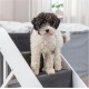 Trixie Pet Stairs Folding 4 Steps Lightweight Aluminum Portable Stairs Pet Stairs