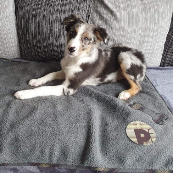 Tweed Comforter Blanket for Dogs, Grey Tweed Comforter Blanket for Dogs, Grey