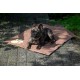 dobar® 60422 Cooling Mat for Dogs - Dog Cooling Mat for Dogs & Cats - Self-Cooling Mat for Pets - Dog Blanket with Cold Gel Filling - Cooling Blanket - 99.5 x 70 cm - Grey dobar® 60422 Cooling Mat for Dogs - Dog Cooling Mat for Dogs & Cats - Self-Cooling Mat for Pets - Dog Blanket with Cold Gel Filling - Cooling Blanket - 99.5 x 70 cm - Grey