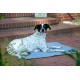 dobar® 60422 Cooling Mat for Dogs - Dog Cooling Mat for Dogs & Cats - Self-Cooling Mat for Pets - Dog Blanket with Cold Gel Filling - Cooling Blanket - 99.5 x 70 cm - Grey dobar® 60422 Cooling Mat for Dogs - Dog Cooling Mat for Dogs & Cats - Self-Cooling Mat for Pets - Dog Blanket with Cold Gel Filling - Cooling Blanket - 99.5 x 70 cm - Grey