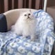 luciphia Dog Blanket, Cat Blanket, Washable, 1 x Pack of 3 Blankets for Small/Medium Dogs and Cats, Cuddly Blanket, Fluffy, Soft, Warm Fleece Pet Blanket for Travel, Sofa, 76 x 52 cm luciphia Dog Blanket, Cat Blanket, Washable, 1 x Pack of 3 Blankets for Small/Medium Dogs and Cats, Cuddly Blanket, Fluffy, Soft, Warm Fleece Pet Blanket for Travel, Sofa, 76 x 52 cm