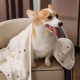luciphia Dog Blanket, Cat Blanket, Washable, 1 x Pack of 3 Blankets for Small/Medium Dogs and Cats, Cuddly Blanket, Fluffy, Soft, Warm Fleece Pet Blanket for Travel, Sofa, 76 x 52 cm luciphia Dog Blanket, Cat Blanket, Washable, 1 x Pack of 3 Blankets for Small/Medium Dogs and Cats, Cuddly Blanket, Fluffy, Soft, Warm Fleece Pet Blanket for Travel, Sofa, 76 x 52 cm