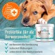 Ida Plus Darmbiotic Test Winner - Probiotics for Intestinal Restoration for the Dog - Build Intestinal Flora After Diarrhoea - Healthy Active Gut Bacteria - Immune System - Regulation Digestion - 240 Ida Plus Darmbiotic Test Winner - Probiotics for Intestinal Restoration for the Dog - Build Intestinal Flora After Diarrhoea - Healthy Active Gut Bacteria - Immune System - Regulation Digestion - 240