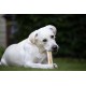 8-in-1 Delights Chicken Chew Bone Strong, Extra Strong for Strong Chewing Dogs, Various sizes. 8-in-1 Delights Chicken Chew Bone Strong, Extra Strong for Strong Chewing Dogs, Various sizes.