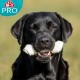 8in1 Delights Pro Dental Healthy Chew Bone Chew Sticks for Dogs for Dental Care Various Sizes: 8in1 Delights Pro Dental Healthy Chew Bone Chew Sticks for Dogs for Dental Care Various Sizes: