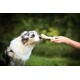 8in1 Delights Pro Dental Healthy Chew Bone Chew Sticks for Dogs for Dental Care Various Sizes: 8in1 Delights Pro Dental Healthy Chew Bone Chew Sticks for Dogs for Dental Care Various Sizes: