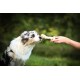 8in1 Delights Pro Dental Healthy Chew Bone Chew Sticks for Dogs for Dental Care Various Sizes: 8in1 Delights Pro Dental Healthy Chew Bone Chew Sticks for Dogs for Dental Care Various Sizes: