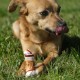 8in1 Triple Flavor Chewing Bone L wrapped with chicken fillet, 1 pack (1 x 85 g) 8in1 Triple Flavor Chewing Bone L wrapped with chicken fillet, 1 pack (1 x 85 g)