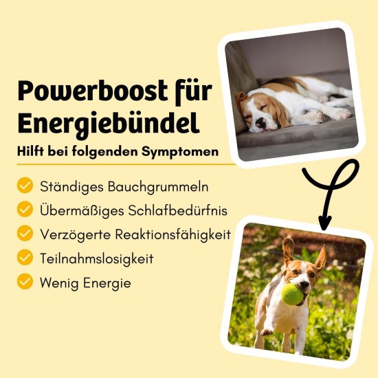 BugBell 8 x 150 g Dog Biscuit, Healthy Treat with Function, No Cereals, No Sugar, Hypoallergenic, Blueberry & Psyllium Seeds & Probiotics for Detoxification & Detoxification, Low Purine Insect Protein BugBell 8 x 150 g Dog Biscuit, Healthy Treat with Function, No Cereals, No Sugar, Hypoallergenic, Blueberry & Psyllium Seeds & Probiotics for Detoxification & Detoxification, Low Purine Insect Protein
