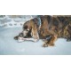 Chew Bone Dog - Bone with Ham - Dog Treats for Chewing - Ham Flavour 100% Natural - Dog Chew Items for Dogs of All Breeds and Ages - Reward for Dogs Chew Bone Dog - Bone with Ham - Dog Treats for Chewing - Ham Flavour 100% Natural - Dog Chew Items for Dogs of All Breeds and Ages - Reward for Dogs