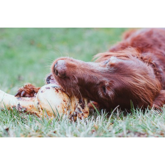 Dibo Mammoth Bones, approx. 40 cm, 1 piece large natural chew snack or treat for between meals, dog food, quality chewing item without chemicals from Dibo Dibo Mammoth Bones, approx. 40 cm, 1 piece large natural chew snack or treat for between meals, dog food, quality chewing item without chemicals from Dibo