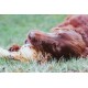 Dibo Mammoth Bones, approx. 40 cm, 1 piece large natural chew snack or treat for between meals, dog food, quality chewing item without chemicals from Dibo Dibo Mammoth Bones, approx. 40 cm, 1 piece large natural chew snack or treat for between meals, dog food, quality chewing item without chemicals from Dibo