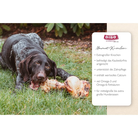 Dibo Mammoth Bones, approx. 40 cm, 1 piece large natural chew snack or treat for between meals, dog food, quality chewing item without chemicals from Dibo Dibo Mammoth Bones, approx. 40 cm, 1 piece large natural chew snack or treat for between meals, dog food, quality chewing item without chemicals from Dibo