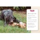 Dibo Mammoth Bones, approx. 40 cm, 1 piece large natural chew snack or treat for between meals, dog food, quality chewing item without chemicals from Dibo Dibo Mammoth Bones, approx. 40 cm, 1 piece large natural chew snack or treat for between meals, dog food, quality chewing item without chemicals from Dibo